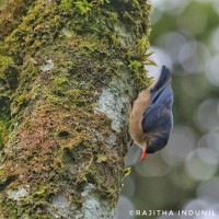 Sittidae